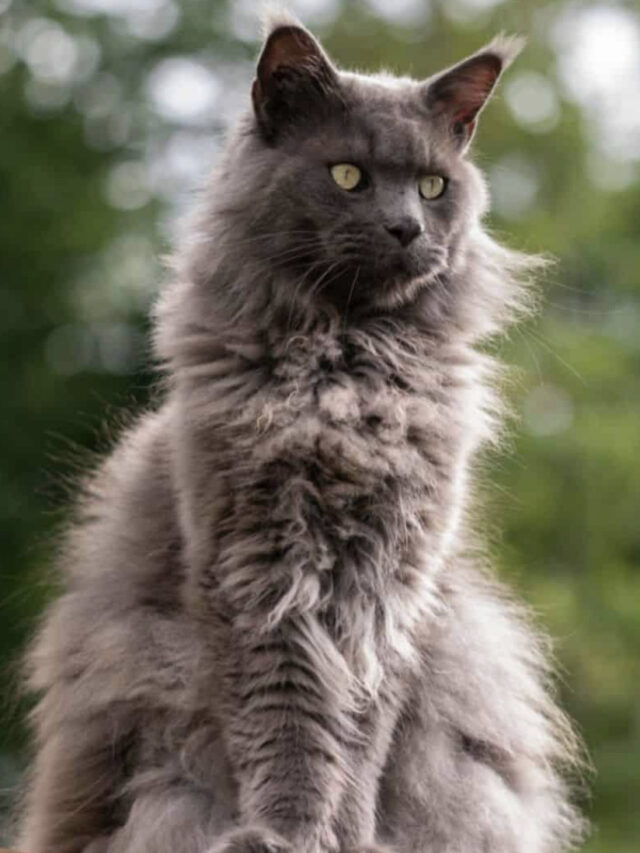 russian-blue-maine-coon-mix-meet-this-gorgeous-mixed-breed